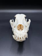 Chien domestique Crâne - Dalmatiër - 0 cm - 0 cm - 0 cm -
