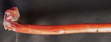 Wandelstok (8) - Hout