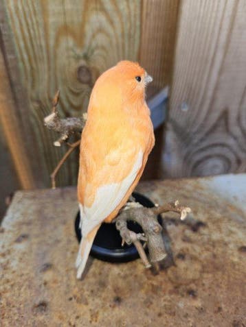 Super mooie nieuw opgezette kleurkanarie ( factor Rood, Verzamelen, Nieuw