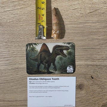 Dinosaurus Tand - 5 Prehistorische fossiele tanden |