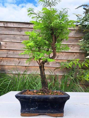 metasequoia bonsai in bonsaischaal - Hoogte (boom): 25 cm -