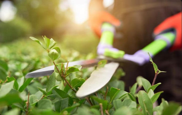 Jardinier à Domicile – Entretien de Jardin, Tonte de Pelouse, Services & Professionnels, Jardiniers & Paveurs, Trottoir, Grillage ou Palissade