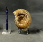 Een mooie ammoniet - met bewaarde schelp - Gefossiliseerd