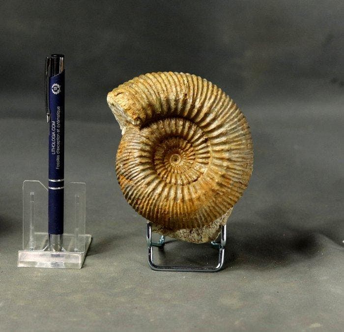 Een mooie ammoniet - met bewaarde schelp - Gefossiliseerd, Collections, Minéraux & Fossiles