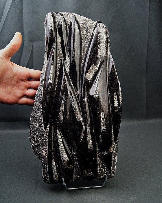 Orthoceras grote maat XXL - Fossiele matrix - Enorme placa, Verzamelen, Mineralen en Fossielen