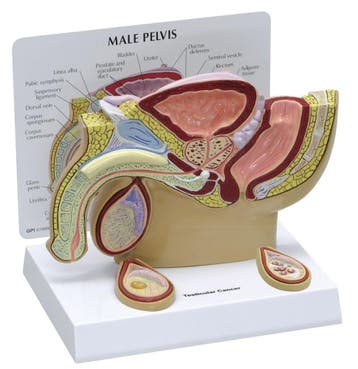 Anatomisch model mannelijk voortplantingssysteem ST-ATM 106, Verzenden, Nieuw