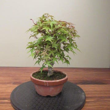 Acer palmatum - Hoogte (boom): 25 cm - Diepte (boom): 20 cm
