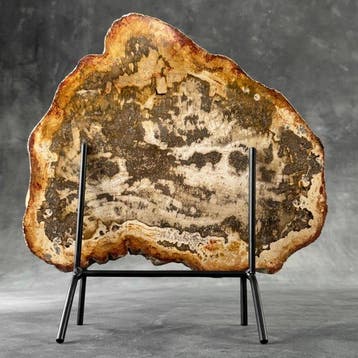 C-Wonderful, grande tranche de bois pétrifié sur un socle
