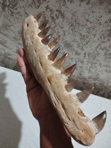 Reptile marin - Mâchoire fossilisée - Mosasaurus sp. - 37.5