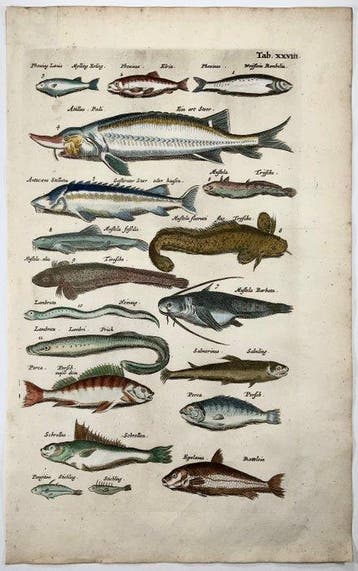 Matthäus Merian (b1593) Hand coloured folio, Sturgeon,