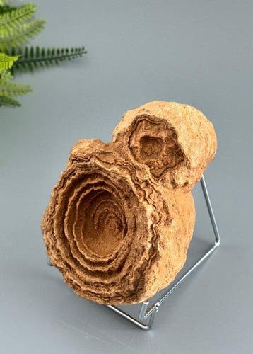 Zeldzaam decoratieve stromatoliet – een van de oudste, Verzamelen