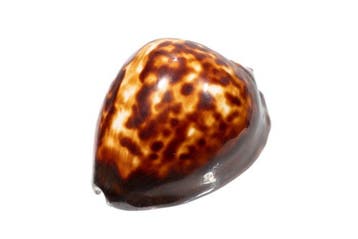 Bedrieglijke cowrie Skelet - Zoila decipiens - 0 cm - 0 cm -