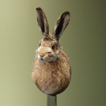 Haas Taxidermie Opgezette Dieren By Max, Ophalen of Verzenden, Nieuw, Wild dier, Opgezet dier