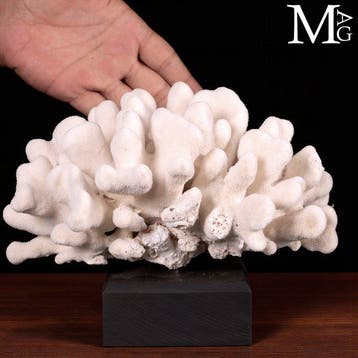 Madrepore White Coral - Houten en Stalen Ambachtelijke Basis