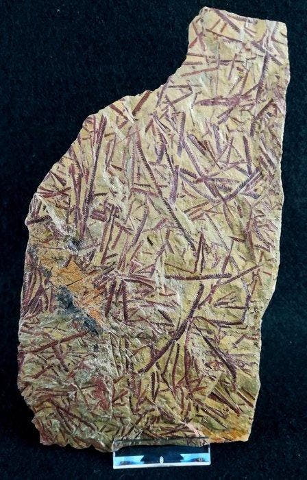 Spectaculaire graptolieten met uitzonderlijke preservatie!!!, Verzamelen, Mineralen en Fossielen