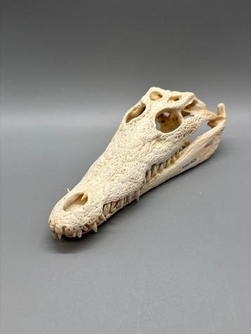 Nijlkrokodil Schedel - Crocodylus niloticus - 9 cm - 12 cm -