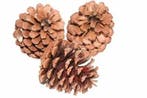 Dennenappels Reuze Maritima Naturel 10 cm BULK zak100 stuks, Nieuw