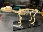 Hond Skelet - Honden skelet - 20 cm - 30 cm - 15 cm - (1), Nieuw