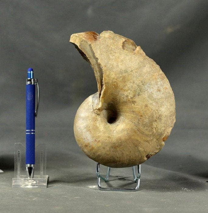 Fijn nautiloïde - Shell - Sypho - - Gefossiliseerd dier -, Verzamelen, Mineralen en Fossielen