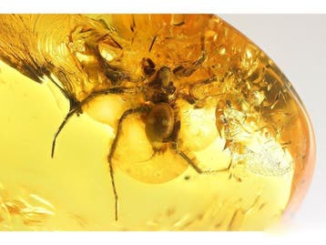 Amber - Barnsteen - Spider - Inclusion its 5mm - 36 mm - 10