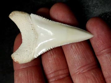 Witte haai Taxidermie volledige montage - Carcharodon, Nieuw