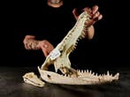 volwassen koppel + krokodillenkind Taxidermie volledige, Nieuw