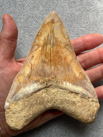 Grote Megalodon-tand van 14,0 cm - Fossiele tand -