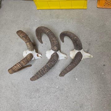 Mouflon Mufflon Support de tête pour taxidermie - Ovis