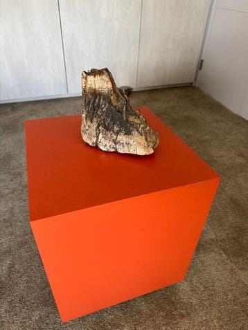 Wolharige mammoet - Fossiele kies - 18 cm - 20 cm, Verzamelen