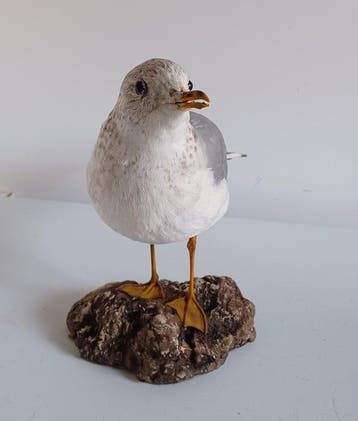Gewone meeuw - Taxidermie volledige montage - Larus canus, Nieuw