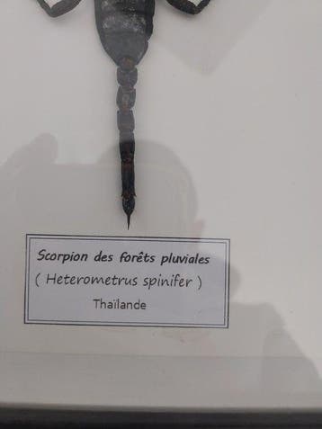 Scorpion Support de corps entier pour taxidermie -
