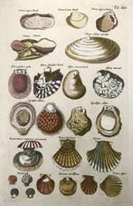 Matthäus Merian (b1593) Hand coloured folio - Sea Shells: