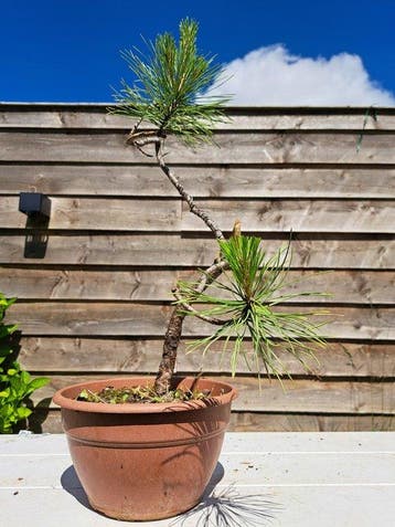 Den bonsai (Pinus) - Hoogte (boom): 40 cm - Diepte (boom):