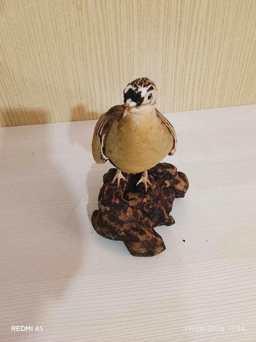 koopje met vier banden Taxidermie volledige montage -, Verzamelen, Dierenverzamelingen