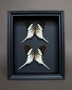 Vlinder Taxidermie volledige montage - Graphium androcles -, Antiek en Kunst