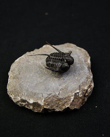 Trilobiet - Gefossiliseerd dier - Cyphaspis en vuelo de alta