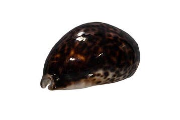 Donkere tijgerkauri: Cypraea tigris f. donkere vorm (95 mm)