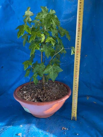 bonsai liquidambar - Hoogte (boom): 35 cm - Diepte (boom):