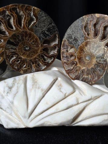 Ammoniet - Gefossiliseerd dier - Aioloceras (Cleoniceras)
