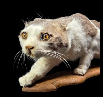 Très beau travail de taxidermie sur un chat domestique., Nieuw