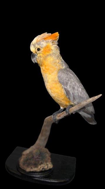 Papegaai Taxidermie volledige montage - Cacatua galerita, Nieuw