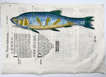 Aldrovandi; Fish, Albus Salviani, Bleak - hand coloured