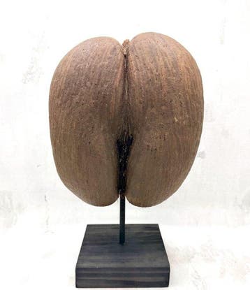 Coco de mer Taxidermie volledige montage - Lodoicea