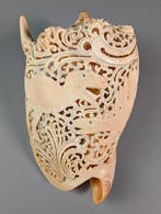 Uitgehouwen voluteschelp Zeeschelp - Volutidae sp.