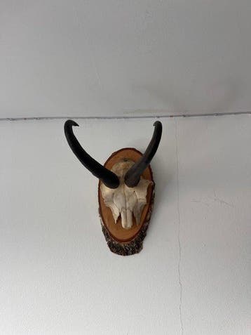 Gemsbok Schedel met gewei - Gems - 22 cm - 10 cm - 20 cm -, Verzamelen, Nieuw