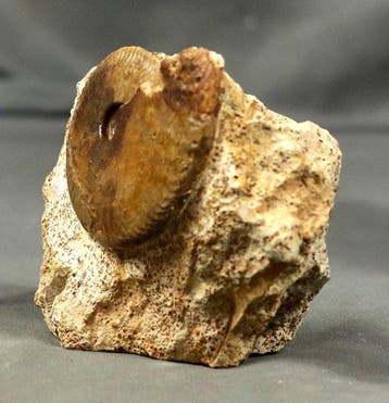 Een fraaie ammoniet - - Gefossiliseerd dier - Oppelia, Verzamelen