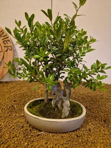 Japanese holly bonsai (Ilex crenata) - Hoogte (boom): 26 cm