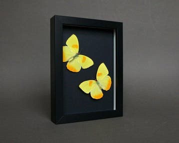Vlinder Taxidermie volledige montage - Phoebis philea - 18