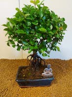 Sageretia bonsai (Sageretia theezans) - Hoogte (boom): 32 cm