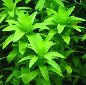 Tonina fluviatilis - In Vitro, Verzenden, Nieuw